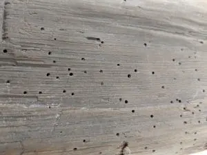 Woodworm holes in floor joist – example from Dampserve survey